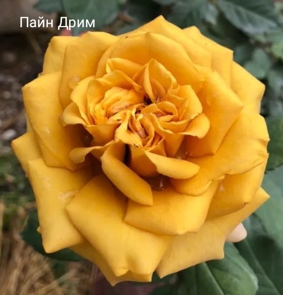 ���� ����/�������� �����, �������� ��������