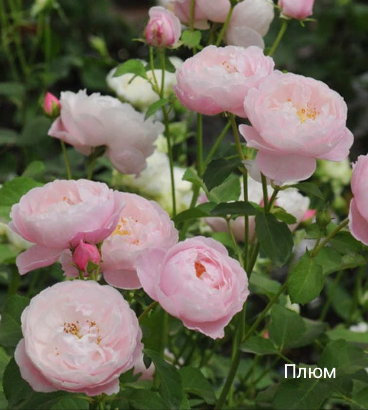 ����, �������� ��������