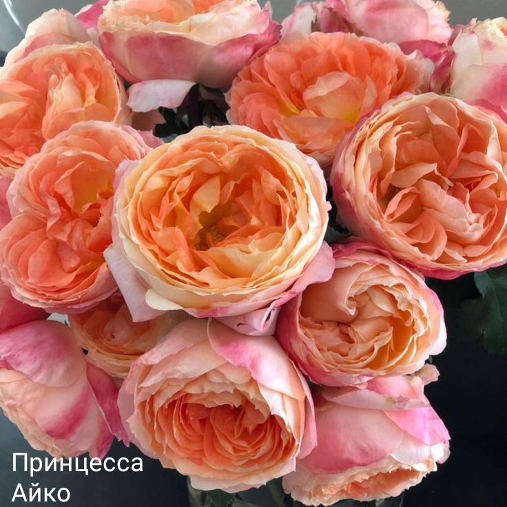 ��������� ����, �������� ��������