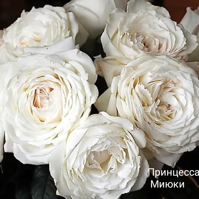 ��������� �����, �������� ��������