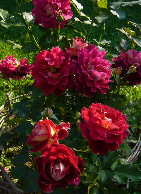 Голландские розы Ruffles ROMANTIC
