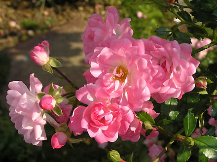 розы МИНИ Satina, Tantau
