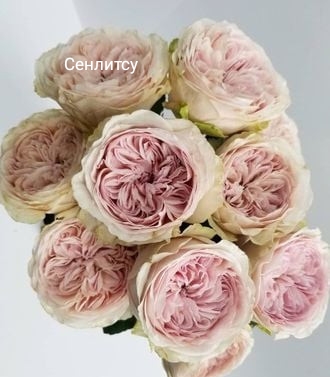 ��������, �������� ��������