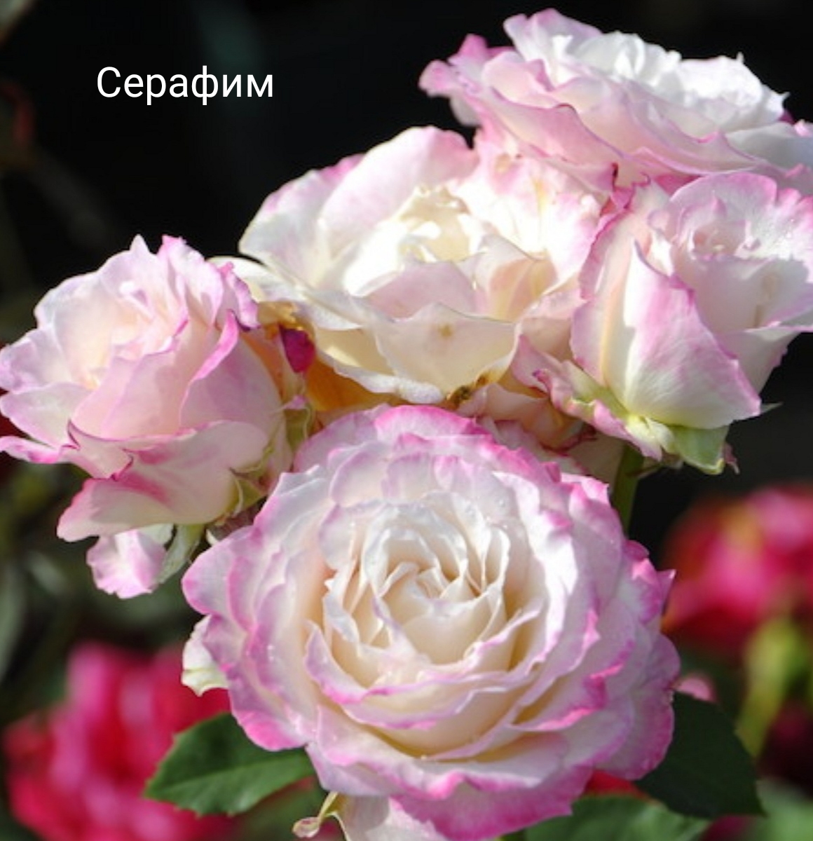 �������, �������� ��������