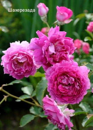 ����������, �������� ��������