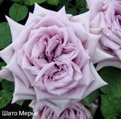 ��������� �����, �������� ��������