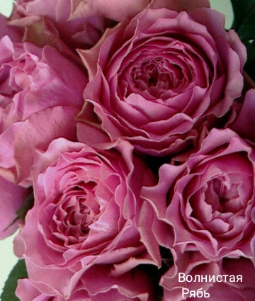 ��������� ����, �������� ��������